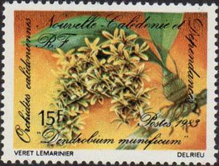 Dendrobium munificum