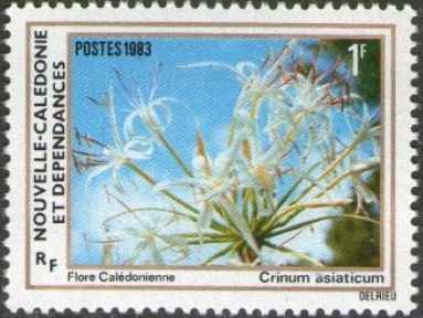 Crinum asiaticum