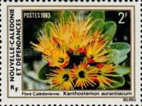 Xanthostemon aurantiacum