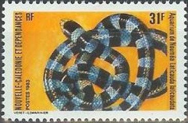Blue-lipped Sea Krait (Laticauda laticaudata)
