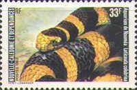 Banded Sea Krait (Laticauda colubrina)