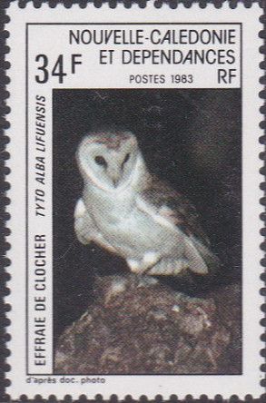 Barn Owl (Tyto alba lifuensis)