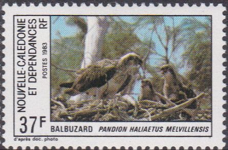 Osprey (Pandion haliaetus melvillensis)