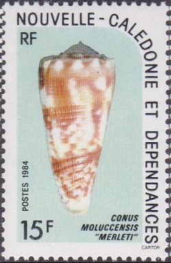Molucca Cone (Conus moluccensis)