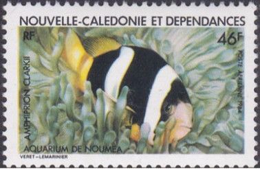 Clark's Anemonefish (Amphiprion clarkii)