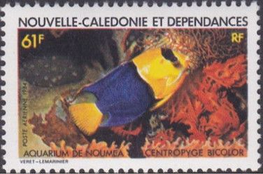 Bicolour Angelfish (Centropyge bicolor)