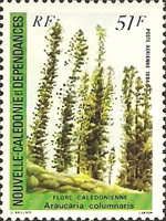Araucaria columnaris