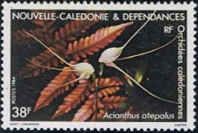 Acianthus atepalus