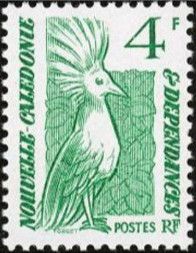 Kagu (Rhynochetos jubatus)