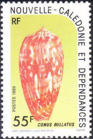 Bubble Cone (Conus bullatus)