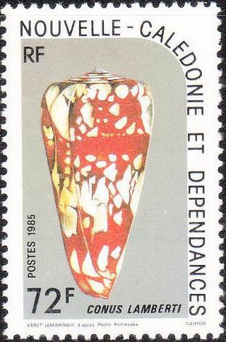 Cone (Conus lamberti)