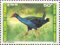 Australasian Swamphen (Porphyrio porphyrio caledonicus)