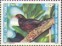 Island Thrush (Turdus poliocephalus xanthopus)
