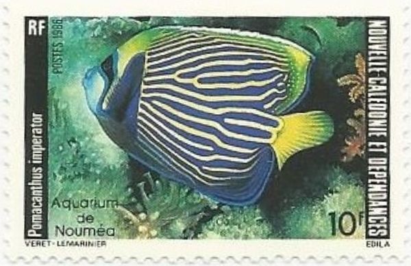 Emperor Angelfish (Pomacanthus imperator)