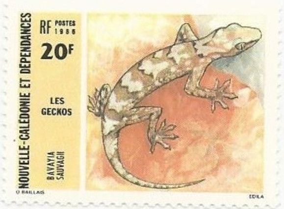 Sauvage's New Caledonian Gecko (Bavayia sauvagii)