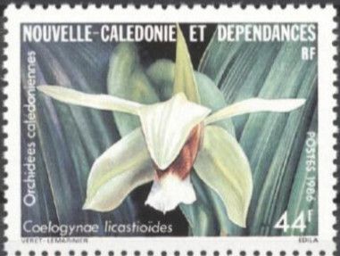 Coelogyne licastioïdes