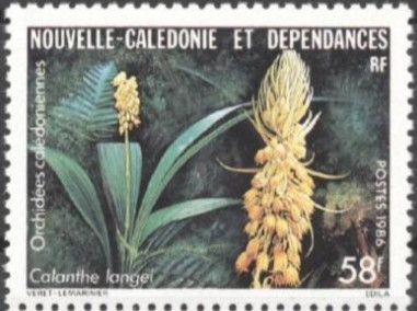 Calanthe langei