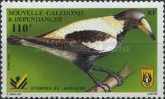 Australian Magpie (Gymnorhina tibicen)