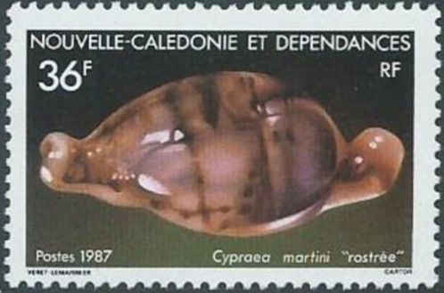 Cowry (Cypraea martini)