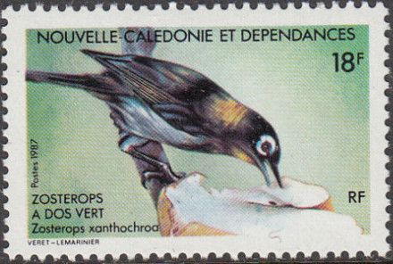 Green-backed White-eye (Zosterops xanthochroa)