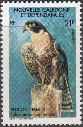 Peregrine Falcon (Falco peregrinus nesiotes)