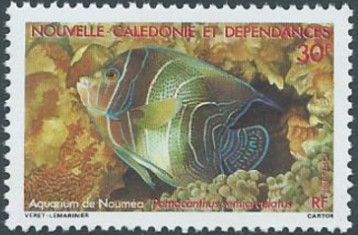 Semicircle Angelfish (Pomacanthus semicirculatus)