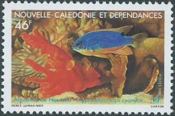 Blue Demoiselle (Glyphidodontops cyaneus)