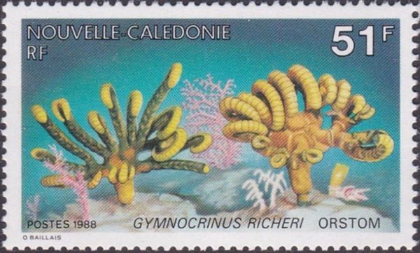 Gymnocrinus richeri