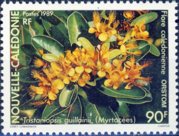 Tristaniopsis guillainii