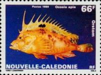 Stoutspine Waspfish (Ocosia apia)