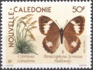Satyrid Butterfly (Paratisiphone lyrnessa) - Female