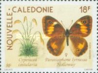 Satyrid Butterfly (Paratisiphone lyrnessa) - Female