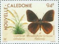 Satyrid Butterfly (Paratisiphone lyrnessa) - Male