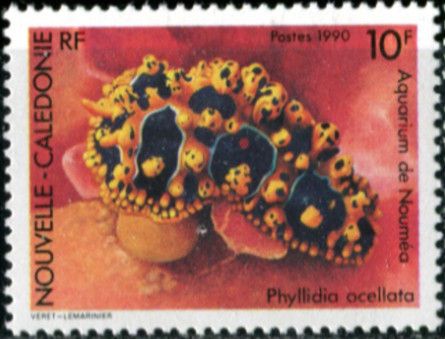 Occelated Wart Slug (Phyllidia ocellata)
