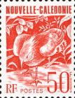 Kagu (Rhynochetos jubatus)