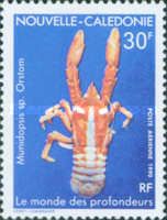 Squat Lobster (Munidopsis sp.)