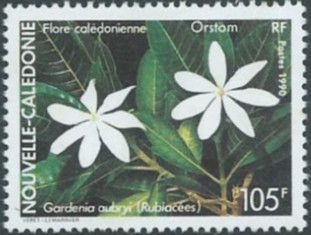 Gardénia aubryi