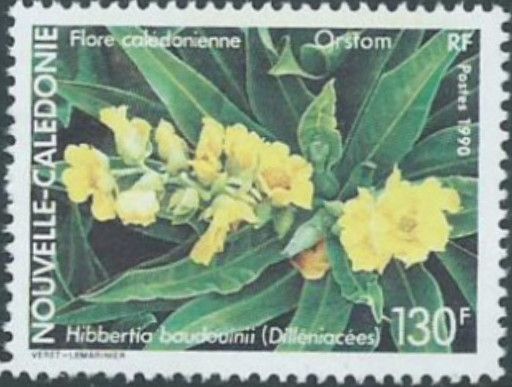 Hibbertia baudouinii