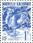 Kagu (Rhynochetos jubatus)