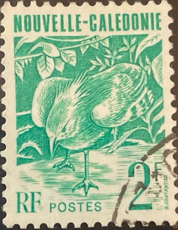 Kagu (Rhynochetos jubatus)