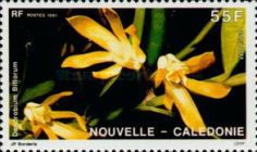 Dendrobium biflorum