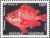 Japanese Bigeye (Tristigenys niphonia)