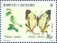 Burny Vine (Malaisia scandens), Butterfly (Cyrestis telamo
