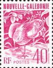 Kagu (Rhynochetos jubatus)