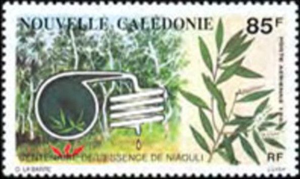 Centenary of the Essence of Niaouli