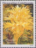 Megastylis paradoxa