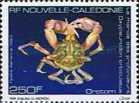 Crustacean (Oxypleurodon orbiculatus)