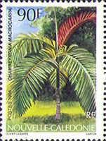 Chambeyronia macrocarpa