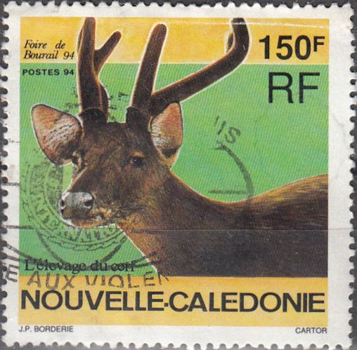 Javan Rusa (Rusa timorensis)