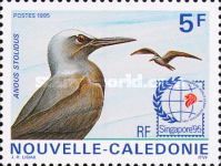 Brown Noddy (Anous stolidus)